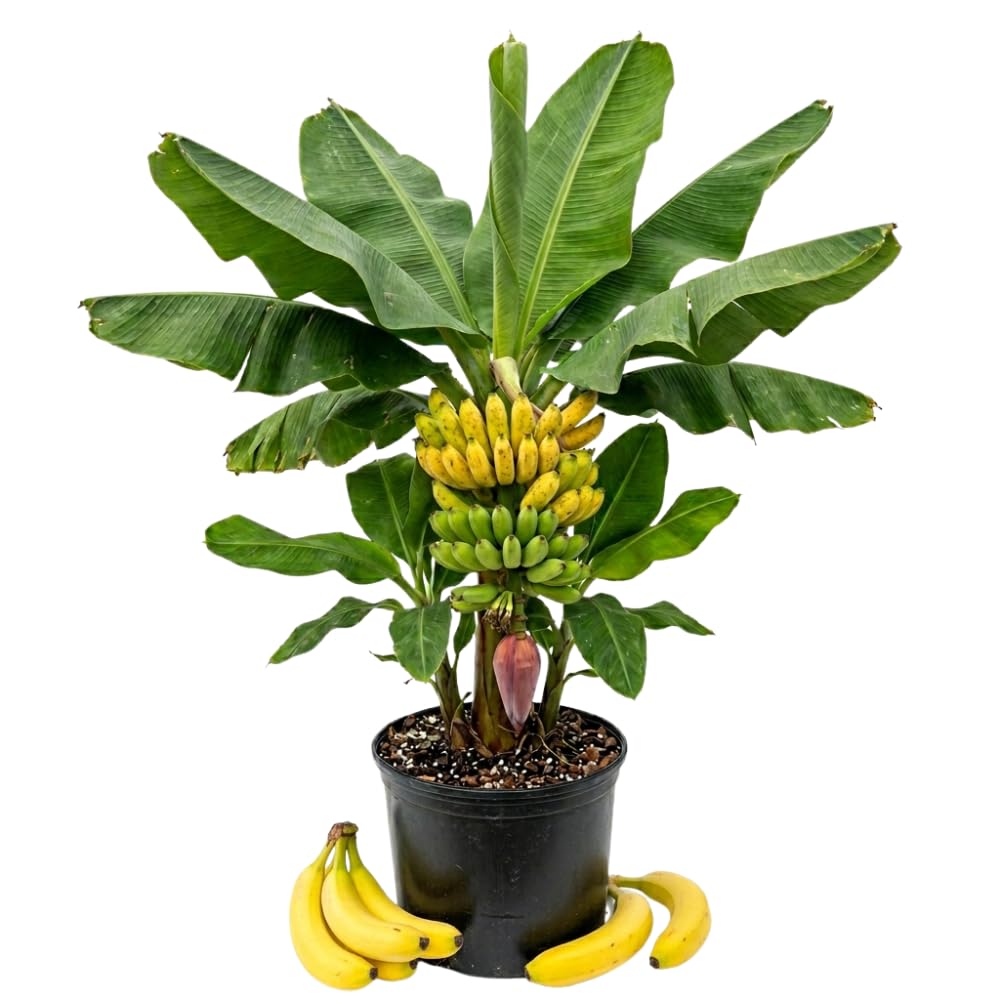 Cavendish Banana Tree, Hardy Banana Live Plant, 4-7 Inch Tall, 4 Inch Pot
