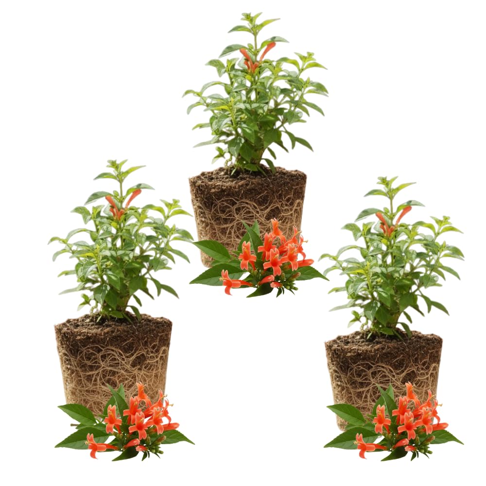 3 Hamelia Firebush Plant Live, Hamelia Live Plant, 4-6 Inch Tall