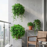 2 Green Live Swedish Ivy Plectranthus Plants, Houseplant, 4-6 Inch Tall