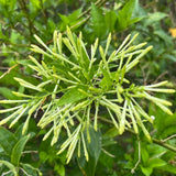 4 Night Blooming Jasmine Plants Live, 4-7 Inch Tall, Jasmine Plant Live
