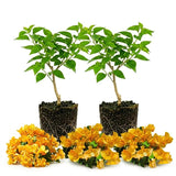 2 Yellow Bougainvillea Live Plants, Well-Rooted Flower Vine, 4-7 Inch Tall
