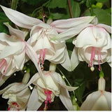 White Hardy Fuchsia Plant Live, 4-8 Inch Tall, 5 Inch Pot