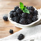 2 Navaho Black Berry Plants, Blackberries Bush, 4-6 Inch Tall