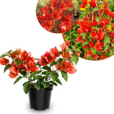 Set 2 Bright Red Bougainvillea Live Plant 5-7 Inch Tall