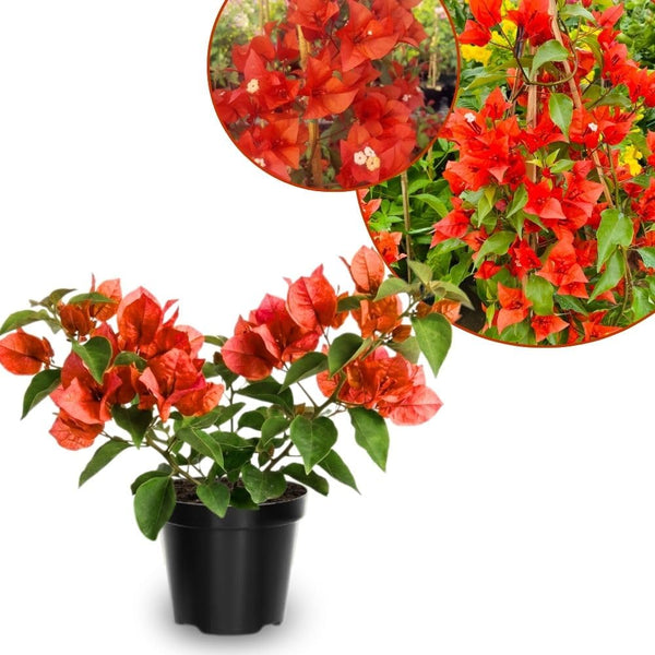 Set 2 Bright Red Bougainvillea Live Plant 5-7 Inch Tall