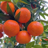 Live Red Navel Orange Citrus Fruit Tree, 1 Gallon Pot, 24–30 Inch Tall