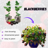 2 Triple Crown Thornless Blackberries Plant Live, Sweet Fruit 4-7 Inch Tall