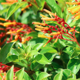 3 Hamelia Firebush Plant Live, Hamelia Live Plant, 4-6 Inch Tall