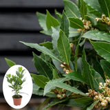 Bay Leaf Tree Live Plant 4 Inch