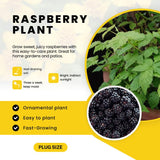 3 Red Raspberry Live Plants, Sweet Edible Berry Bush, 3-5 Inch Tall