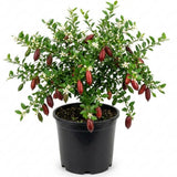 Red Finger Lime Tree Live Plant, 1-2 Ft Tall, 1 Gallon Pot