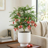 Pink Finger Lime Tree Live Plant, Citrus Plant, 1-2 Ft Tall, 3 Gallon Pot