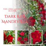 2 Deep Red Mandevilla Live Plants, Ready to Grow Plant, 4-6 Inch Tall