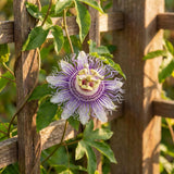 2 Deep Purple Passion Flower Plants, Passiflora Flower Plant, 4-6 Inch Tall