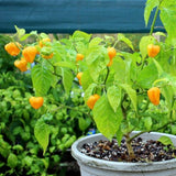 Jamaican Yellow Pepper Plants Live, Pepper Plant, 4-7 Inch Tall, 4 Inch Pot