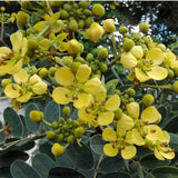 Set 4 Winter Cassia Live Plant 4-7 Inches Tall