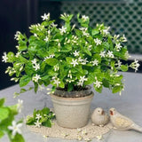 Star Jasmine Plant Live, Decorative Flower Plant, 5-8 Inch Tall, 3 Inch Pot