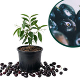 Black Plum Tree Plant Live, Outdoor Garden Fruit Tree, 4 Inch Pot