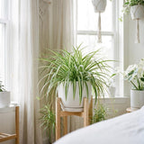Variegated Live Spider Plant, Home Office Decor Plant, 4-6 Inch Tall