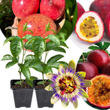Set 2 Red Passion Fruit Plants Live, Fast-Growing Passionfruit Vine Live Plants Tree for Full Sun Growing, Summer Planting, 4-7 Inches, No Pot, Hardy Tropical Trellis Planting