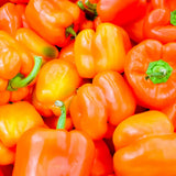 Bell Pepper Plant Live, Pepper Plant, 4-7 Inch Tall, 4 Inch Pot