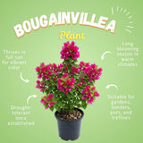 2 Deep Pink Bougainvillea Plants, Well-Rooted Bougainvillea, 4-6 Inch Tall
