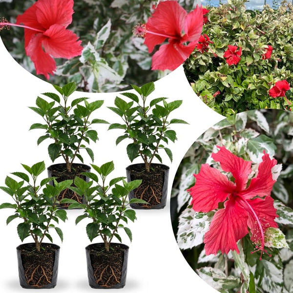 4 Variegated Red Hibiscus Plants Live, 4-8 Inch Tall