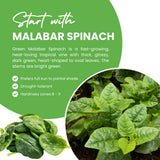 Green Spinach Live Plant, Live Starter Plant, 4-6 Inch Tall