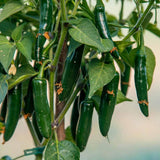 Green Hot Chili Pepper Plant Live, Pepper Plant, 4-7 Inch Tall, 4 Inch Pot