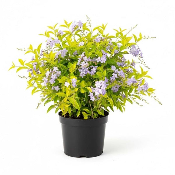 Set 2 Cuban Gold Duranta Live Plants, 4-7 Inch Tall