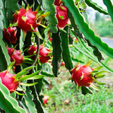 3 White Dragon Fruit Plants Live, Outdoor Garden Fruit Plant