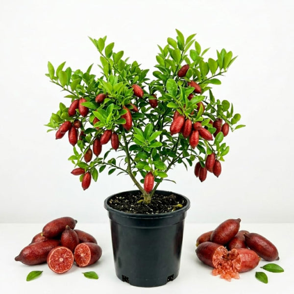 Red Finger Lime Tree Live, Rare Citrus Tree, 1-2 Ft Tall, 1 Gallon Pot