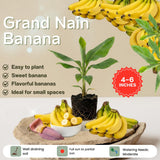 Grand Nain Banana Live Plant, 4-6 Inch Tall Dwarf Banana Tree