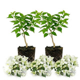 2 White Bougainvillea Plants Live, Rooted Vine Starter, 4-7 Inch Tall