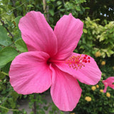 4 Pink Hibiscus Live Plants, Hibiscus Flower, Patio Container Plant, 4-8 Inch Tall