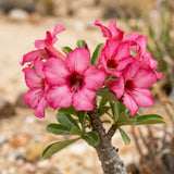 Pink Desert Rose Plant Live, Succulent Houseplant, 4-7 Inch Tall