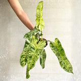 Variegated Philodendron Live Plant 4-6 Inches, Easy Care Indoor Houseplant for Home and Office, Tropical Foliage Philodendron