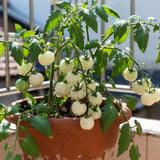 White Cherry Tomato Live Plant 4-7 Inch Tall, 4 Inch Pot