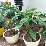 Red Pepper Chili Live Plant, 4-7 Inch Tall, 4 Inch Pot
