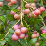 2 Pink Lemonade Live Blueberry Plants, 4-7 Inch Tall