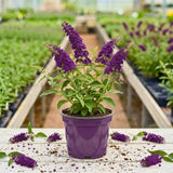 Deep Blue Purple Buddleia Plant Live, Fragrant Butterfly Bush, 5-8" Tall