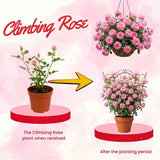 Light Pink Live Rose Plant, Fragrant Garden Rose, 2-3 Inch Tall