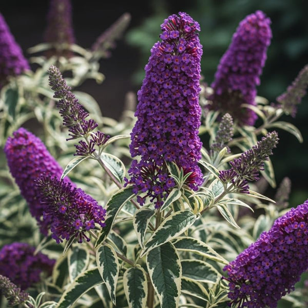 2 Variegated Buddleia Live Plants, 5-9" Butterfly Bush for Outdoor Gardens