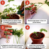 2 Citronella Live Plants, Indoor Outdoor Herb, 3-6 Inch Tall