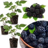 3 BlackBerry Live Plants, Starter Berry Plant, 3-7 Inch Tall