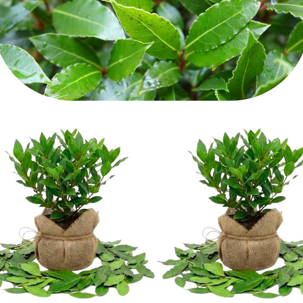 2 Laurus Nobilis Trees Live Plants, Sweet Bay Leaf Herb, 4-6 Inch Tall
