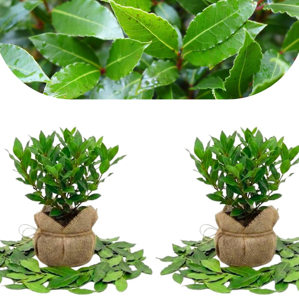 2 Laurus Nobilis Trees Live Plants, Sweet Bay Leaf Herb, 4-6 Inch Tall
