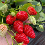 25 Red Live Strawberry Plants, Home Garden Plant, 3-5 Inch Tall