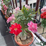 Random Desert Rose Live Plant 4-7 Inches, Colorful Adenium Obesum Succulent Plants for Indoor Outdoor, Hardy, Ready to Grow