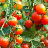 150 Tomato Seeds to Plant, Garden Plant